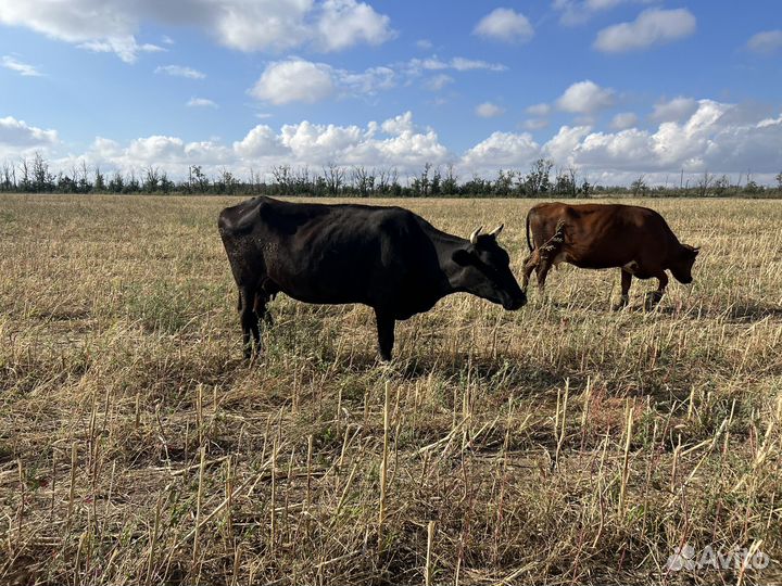 Коровы дойные