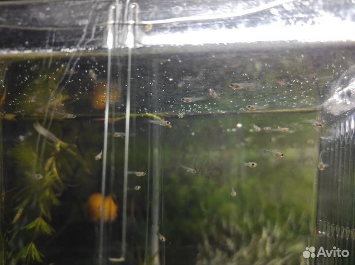 Мальки гуппи