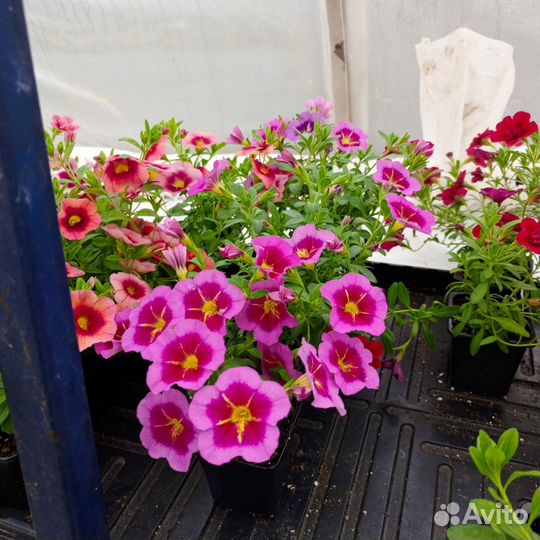 Вегетативные растения