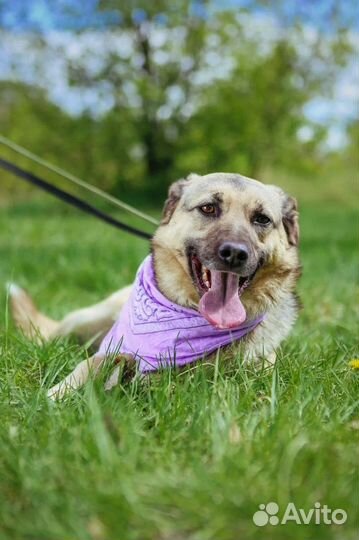 Собаки бесплатно