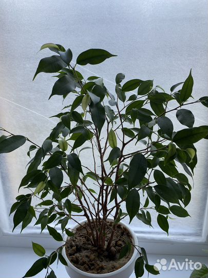 Фикус бенджамина