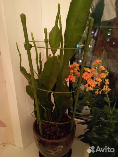 Дендробиум