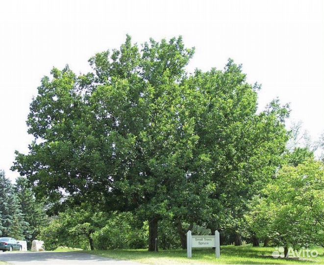 Дуб Монгольский