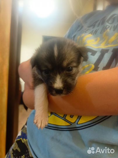 Щенки девочки