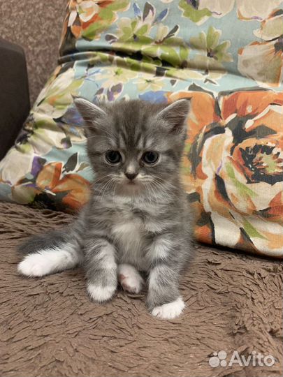 Отдам бесплатно