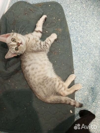 Котенок мальчик бесплатно