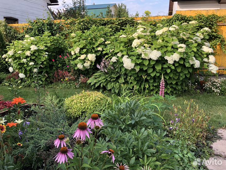 Гортензия Анабель Стронг(не разваливается)