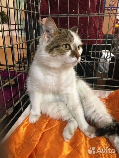 Кошка в дар