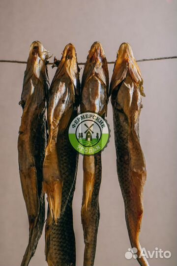 Рыба северная Язь Щука Щекур