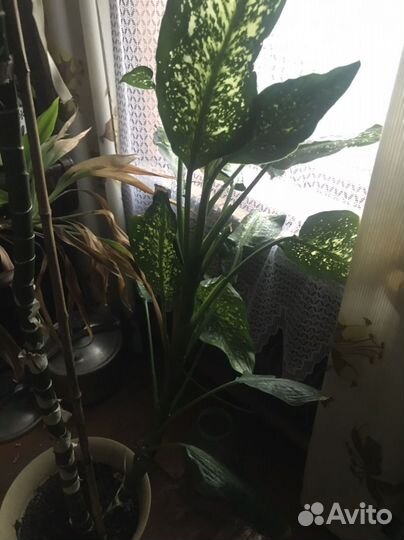 Диффенбахия, огромные, выращенные цветы