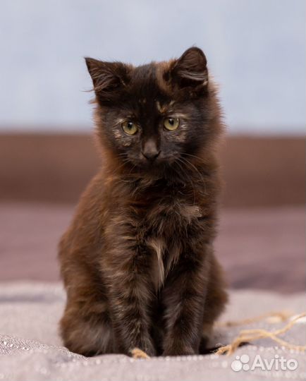 Котенок в добрые руки бесплатно