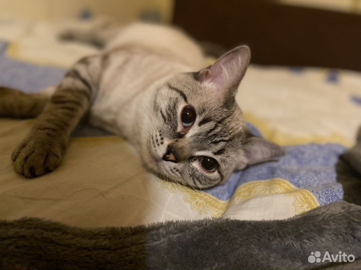 Сиамский кот