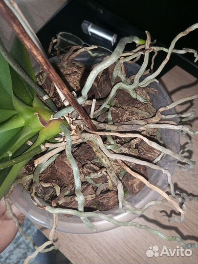 Орхидея фаленопсис