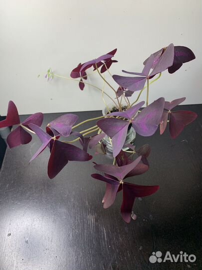 Кислица фиолетовая и шведский плющ