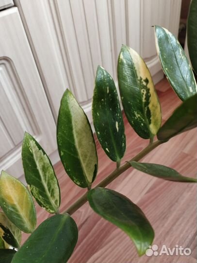 Замиокулькас