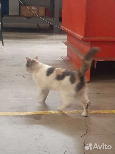 Кошка трехцветная