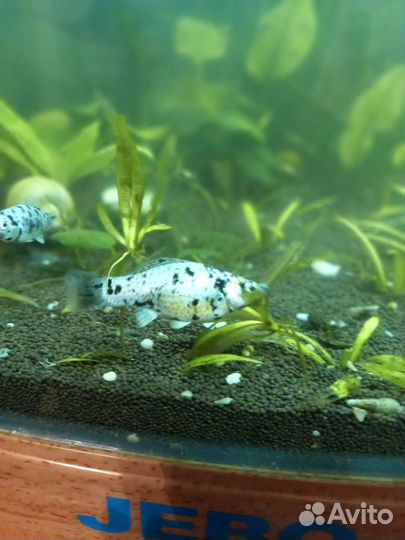 Рыбки и корма