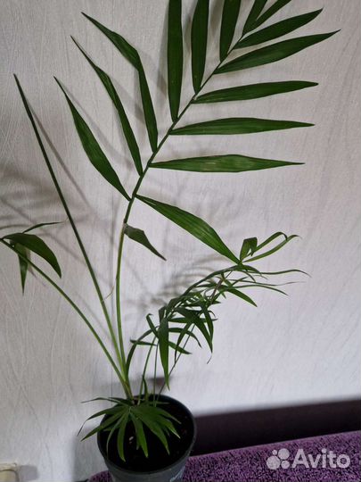 Комнатный цветок Пальма Хамедорея Элеганс