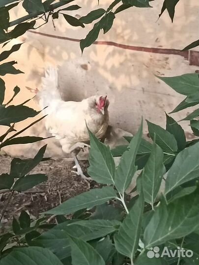 Петух какой-то немецкая порода