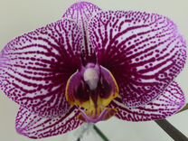 Орхидея фаленопсис Black Stripes