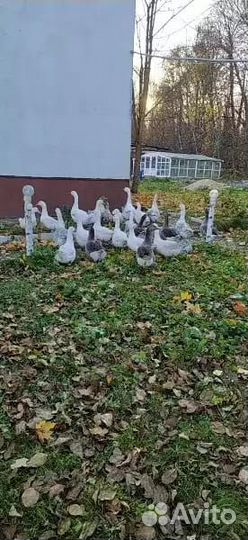 Гусии прода линда