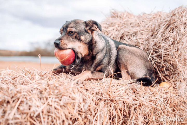 Шерстяная Джаконда в добрые руки
