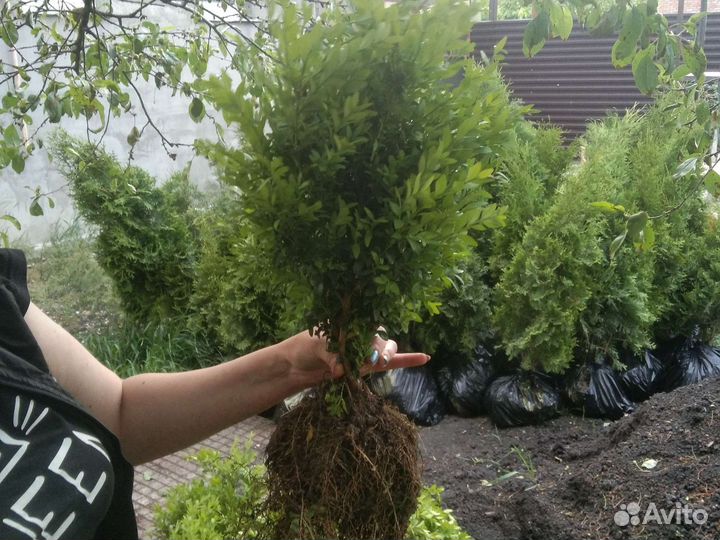 Туи, самшит