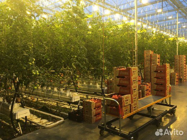 Нужны разнорабочие на сбор огурцов в теплицу Елец