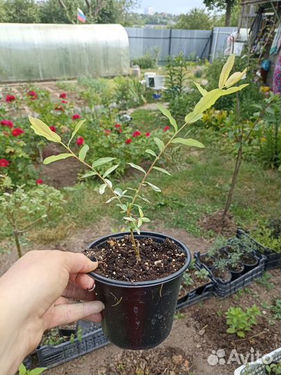 Ива Хакуро Нишики