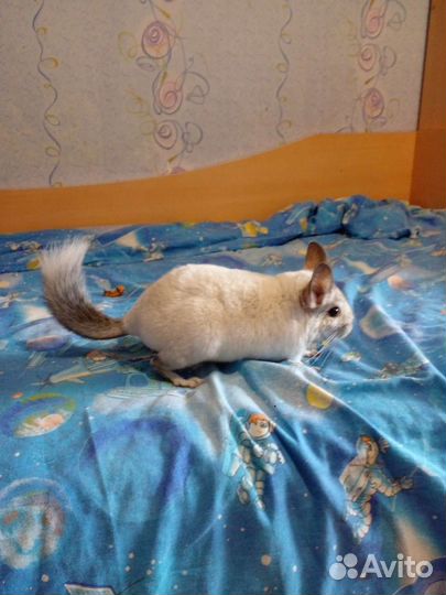 Шиншилла
