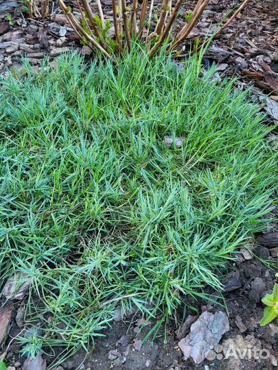 Малоуходные растюхи