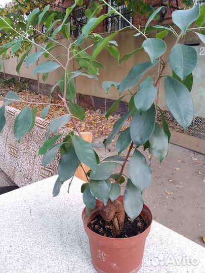 Цветы комнатные