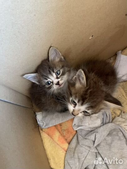 Котята бесплатно