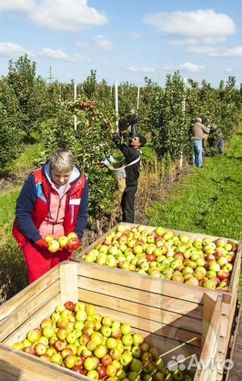 Рабочий на сбор яблок