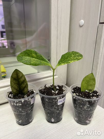 Замиокулькас Лонг лиф, Акебоно, Зензи