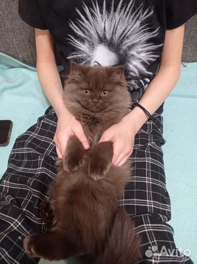 Британские котята