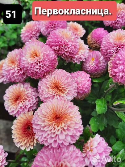 Хризантема