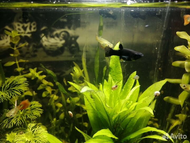 Моллинезия черная