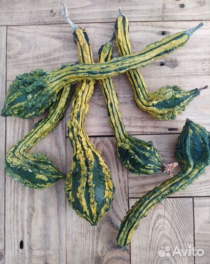 Тыква декоративная