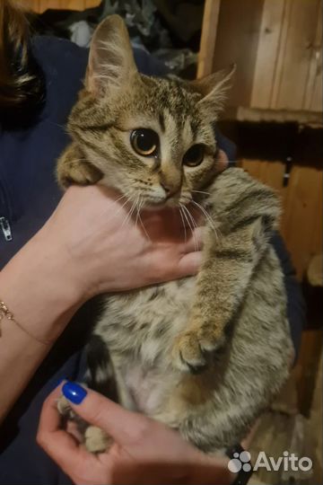 Котенок девочка 6 мес