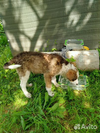 Найдена собака терьер