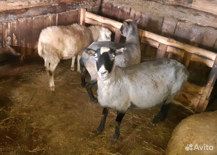 Овцы романовские покрыты катумским