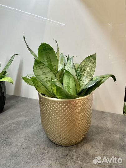 Сансевиерия ханни