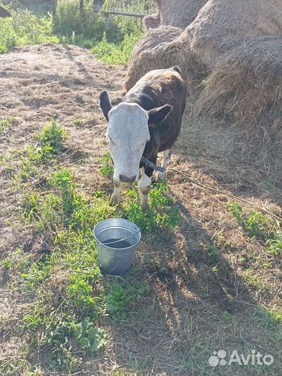 Телята бычек и телка