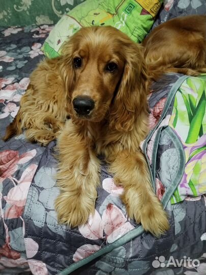 Кокер спаниель