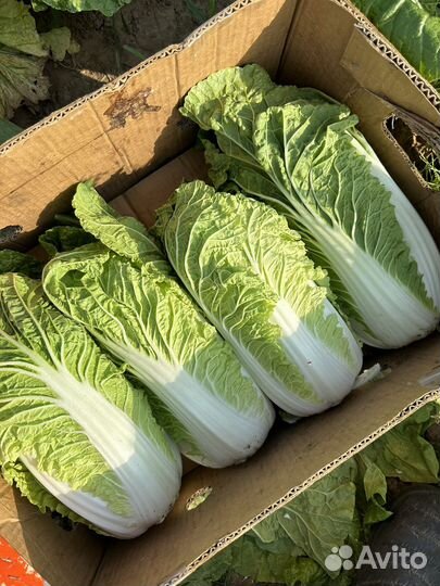 Пекинская капуста