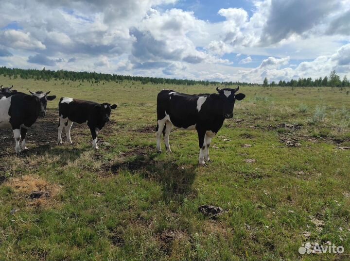 Корова телята и бычки