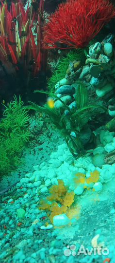 Мальки сомик Анцитрус, еллоу