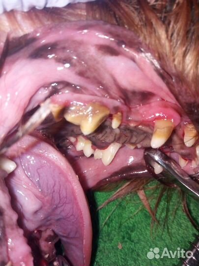 Чистка зубов ултразвуком У собак И кошек