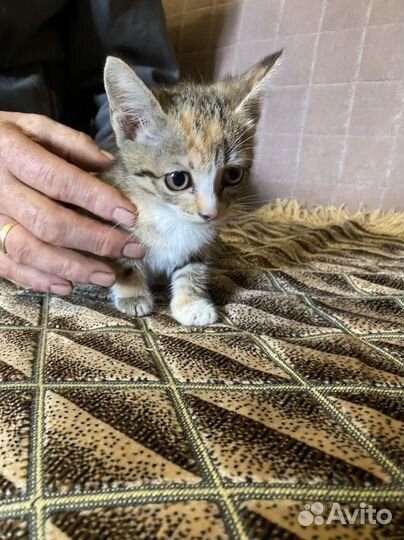 Котенок кошечка
